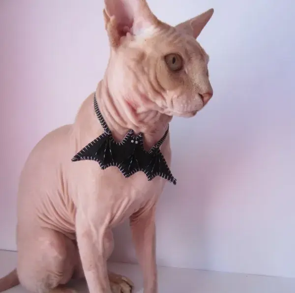 Halloween cat collar | Cute cat collar