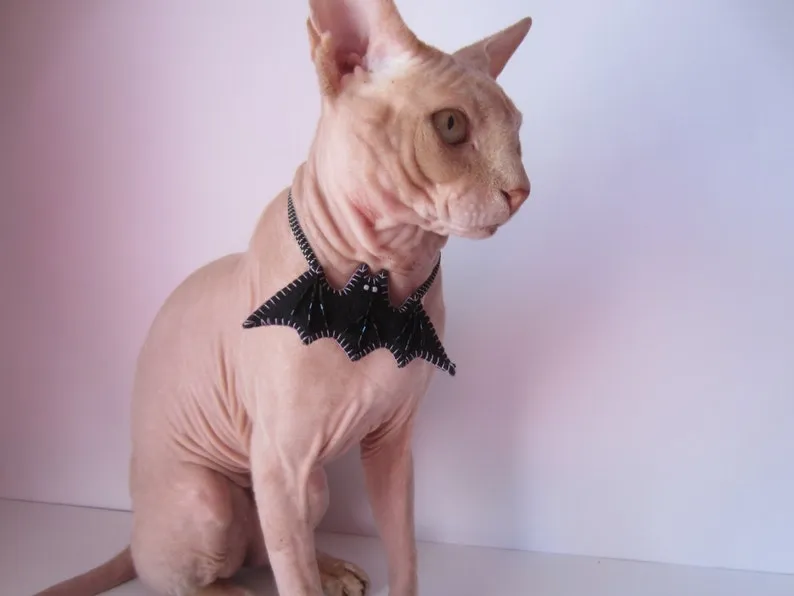 Halloween cat collar | Cute cat collar