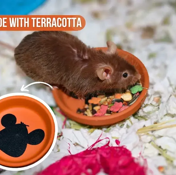 Pet Mouse Food Dish For Mice