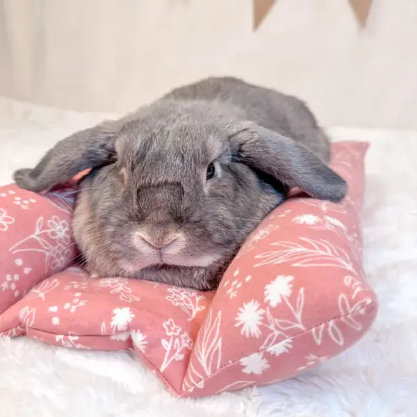 Bunny Bed | Bunny Lounger Pillow | Bunny Flop Bed