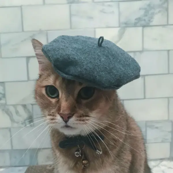 Gray Beret Hat for your Cat
