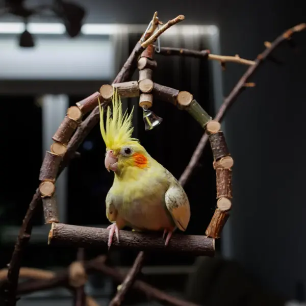 Hanging Parrot Chew Toy Swings / Birdcage Supplies